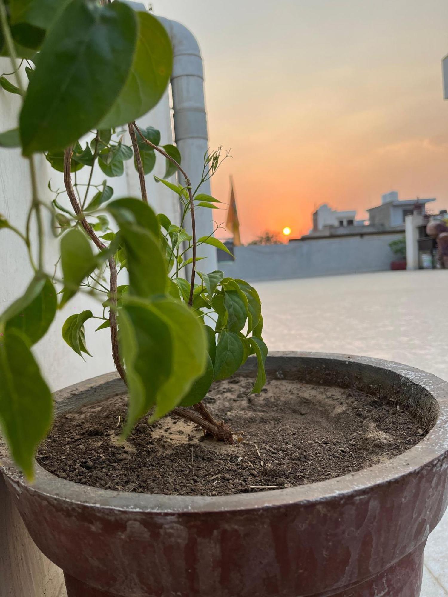Ciudad Rosa Hotell Jaipur Exteriör bild